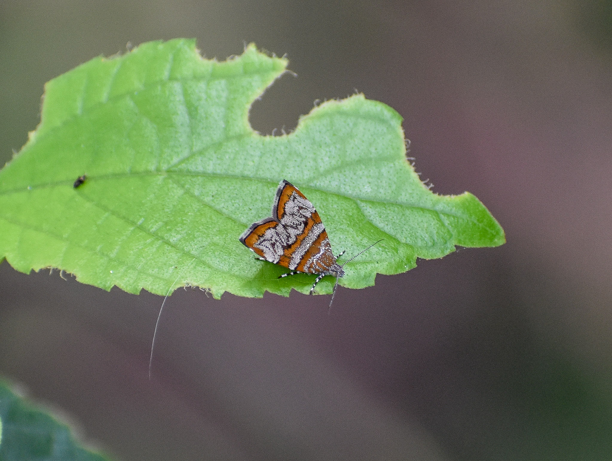 Choreutis sp.