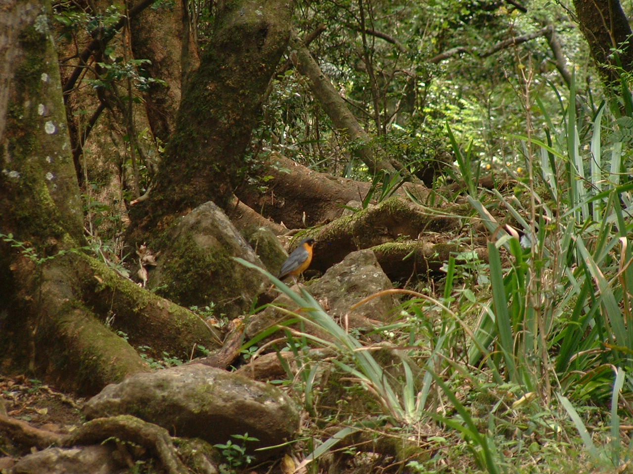 Chorister Robin-Chat