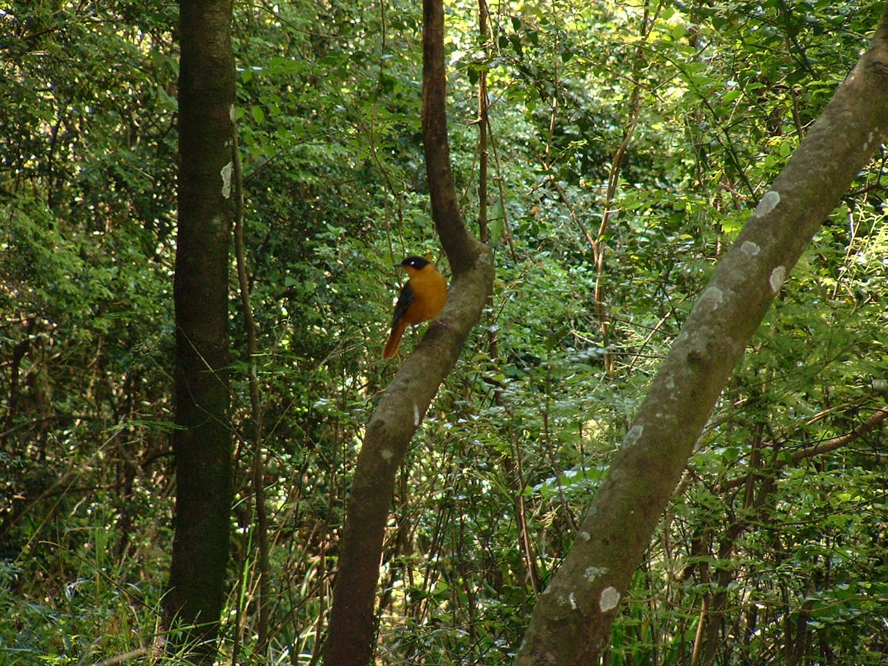 Chorister Robin-Chat