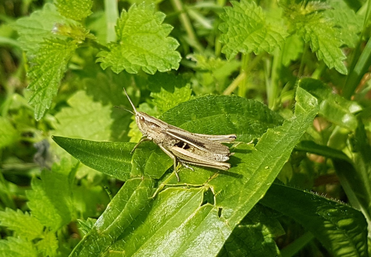 Chorthippus albomarginatus, Lesser marsh grasshopper