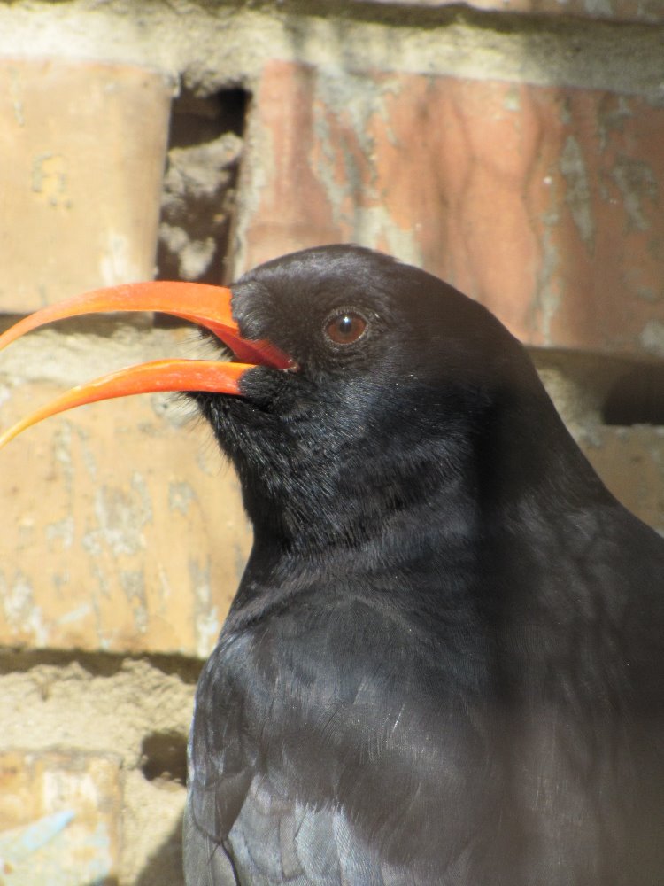 chough 1