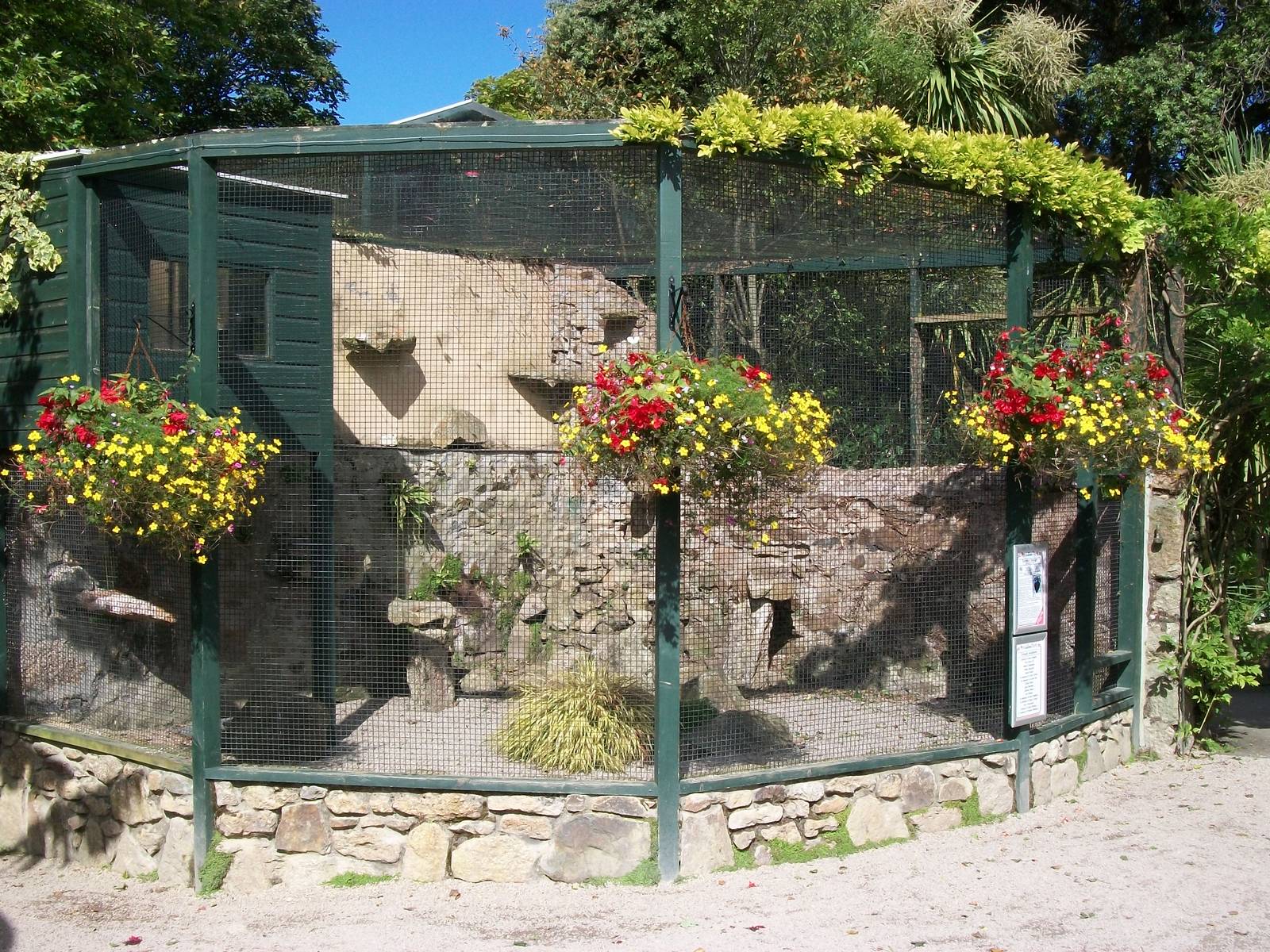 Chough aviary 13th September 2012