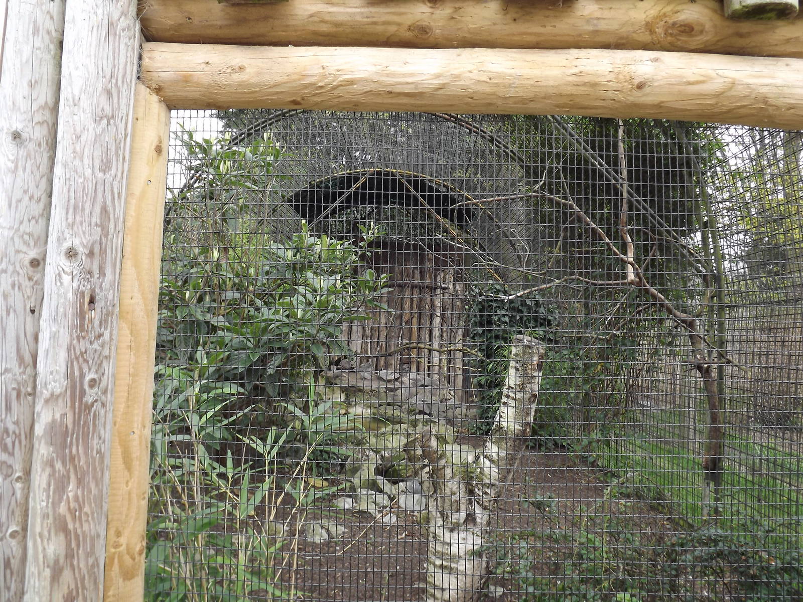 Chough aviary at Chester Zoo 31/03/12