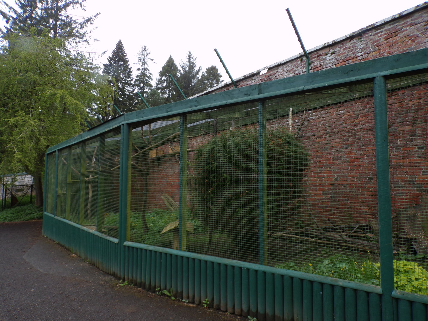 Chough enclosure 7.5.23