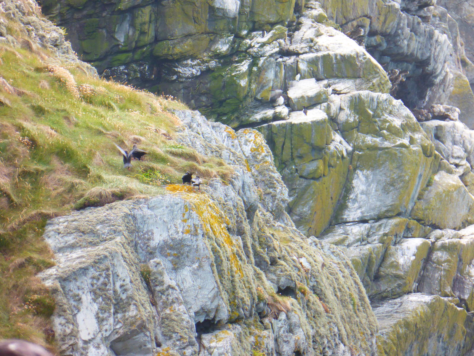 Chough family on cliffs at South Stack , Anglesey , North Wales .