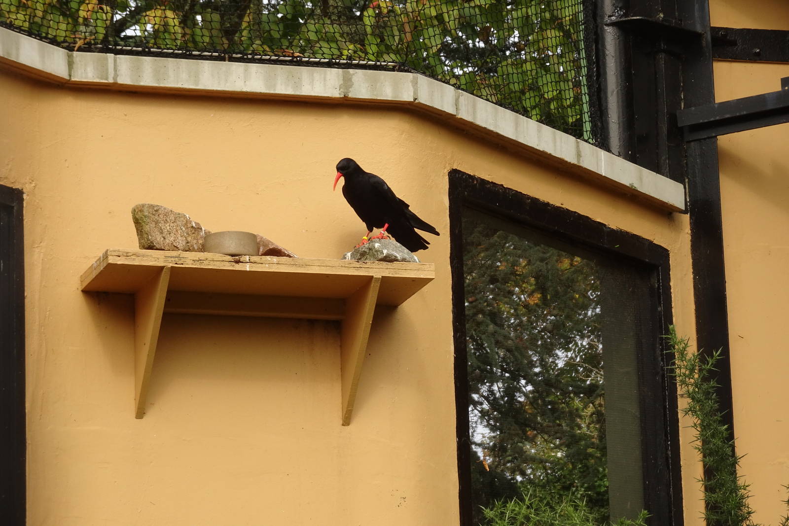 Chough, October 2016