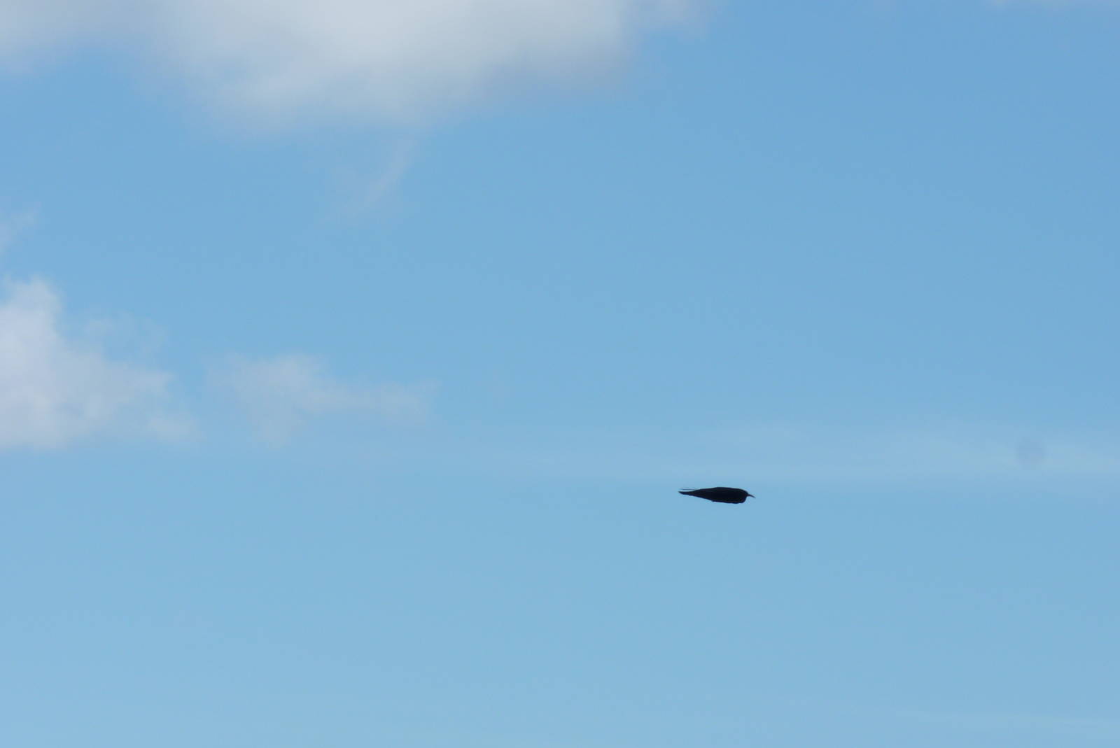 Chough, October 2016