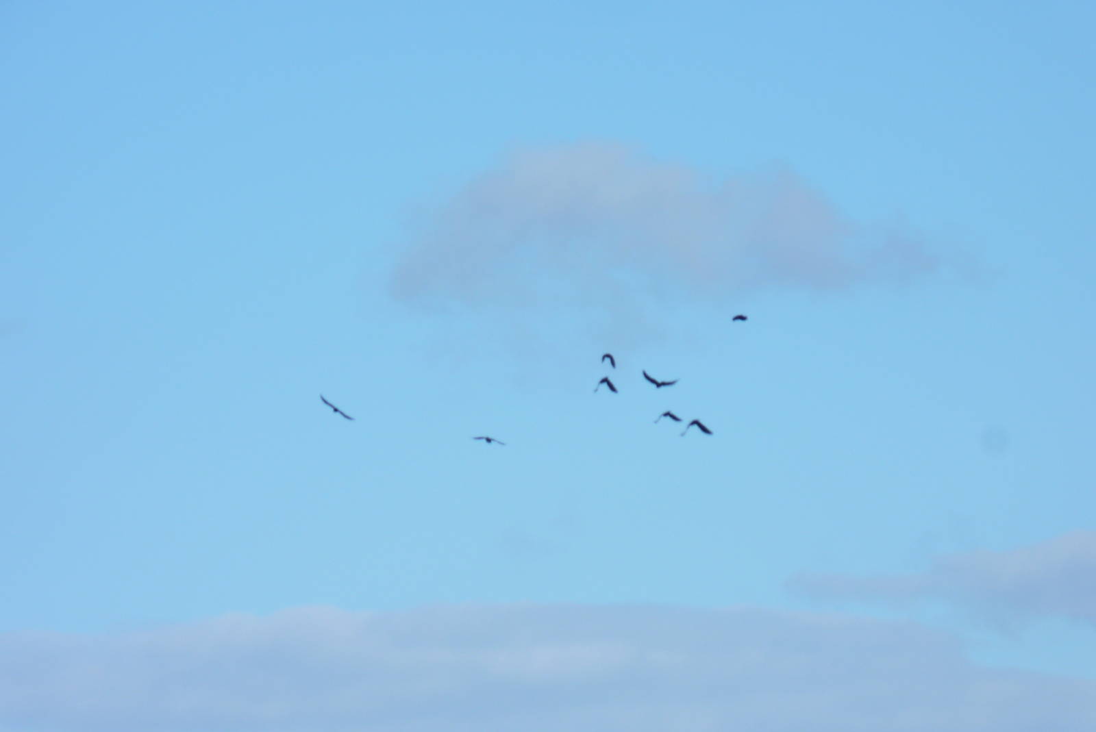 Chough, October 2016