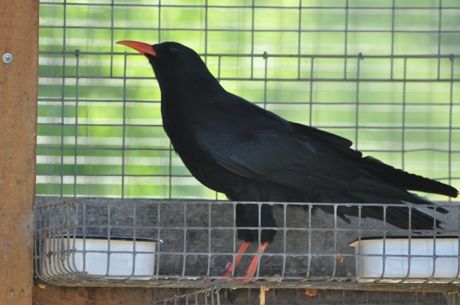 Chough/ Pyrrhocorax pyrrhocorax