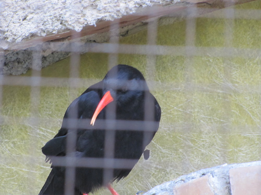 chough(tehran zoo)