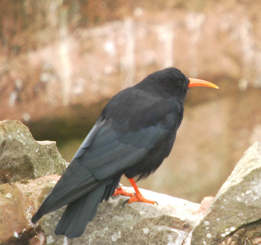CHOUGH