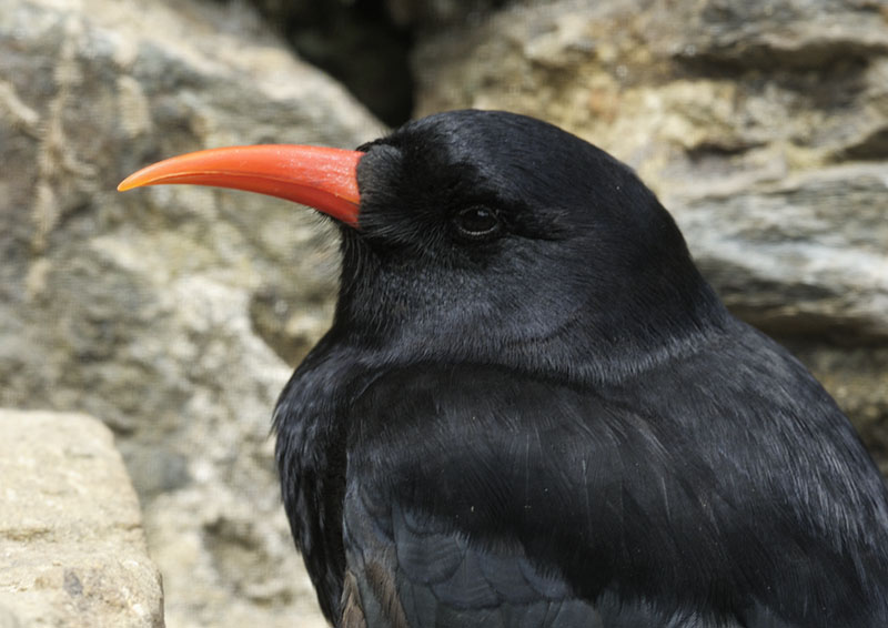 Chough