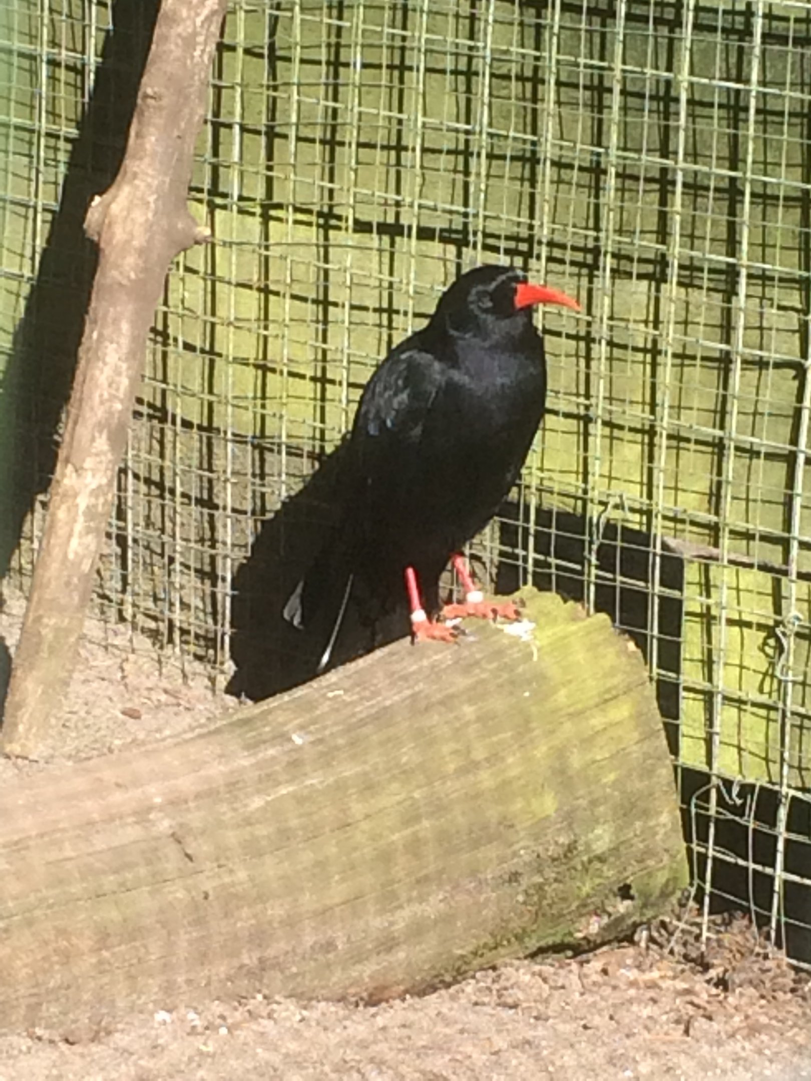 Chough