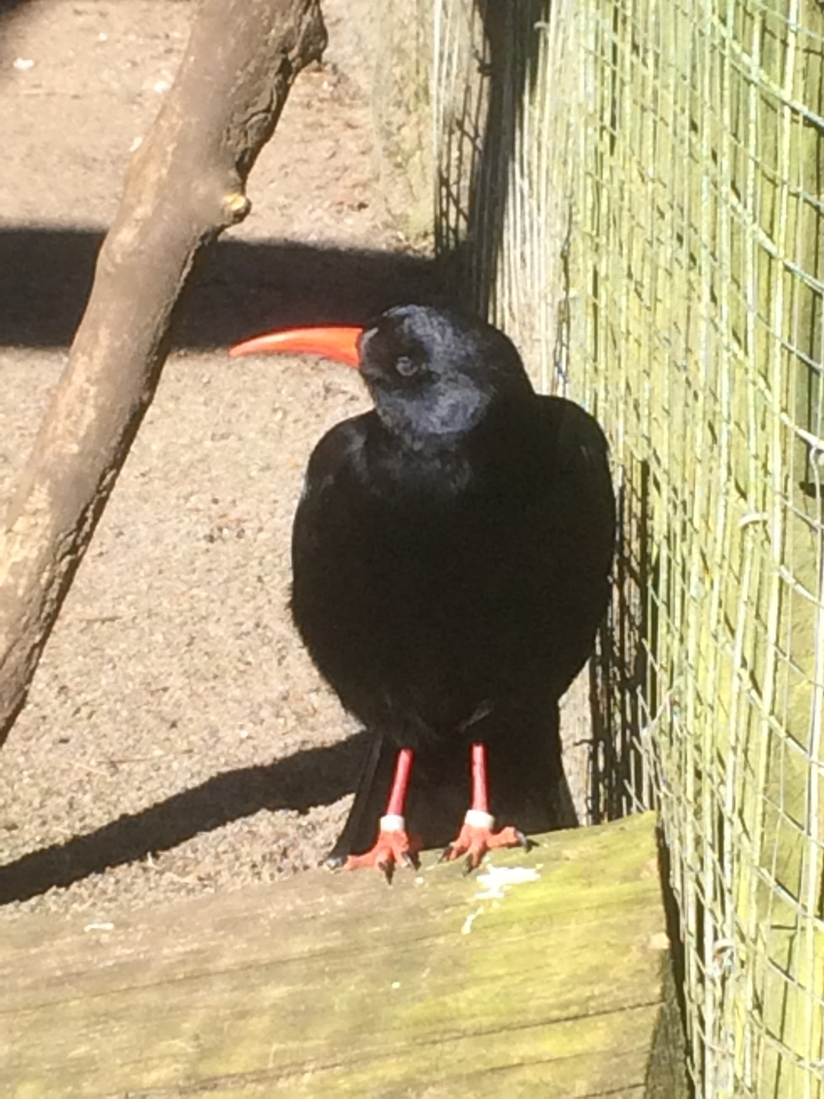 Chough