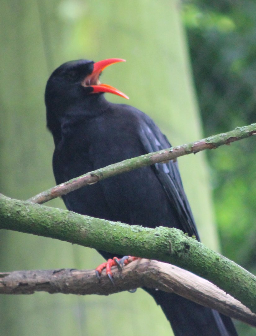 Chough