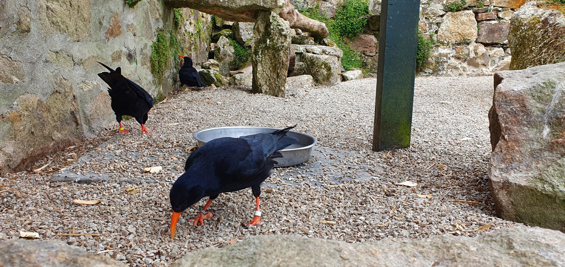 Choughs