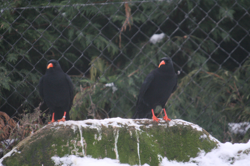 Choughs