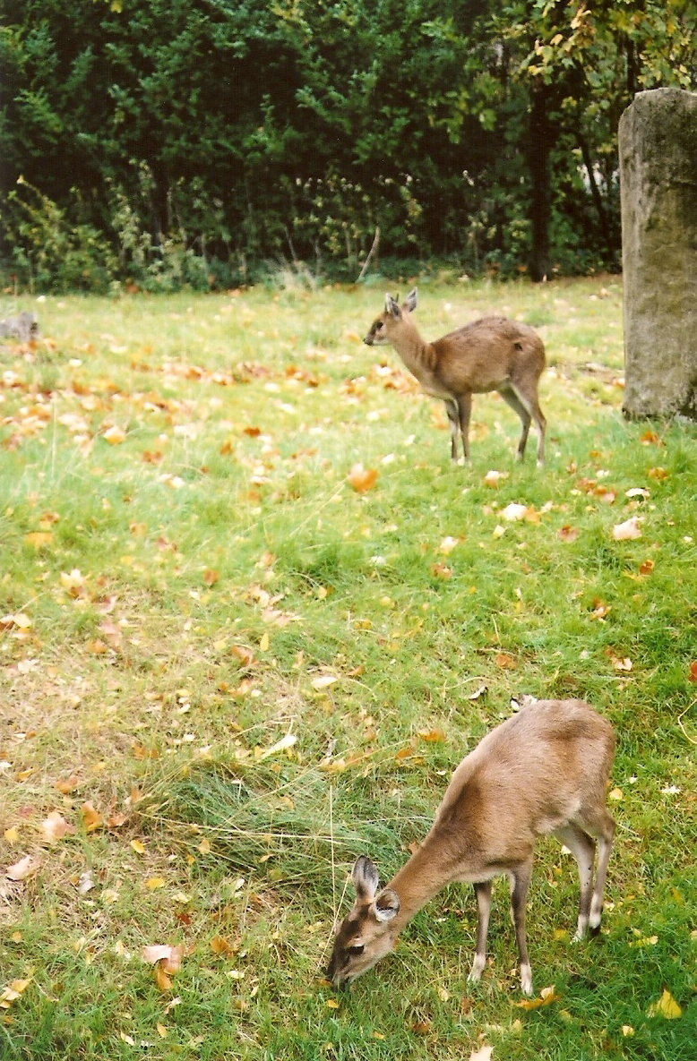 Chousingha at Vincennes 2002
