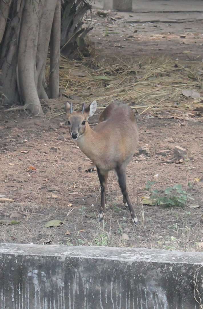 Chousingha (Tetracerus quadricornis)