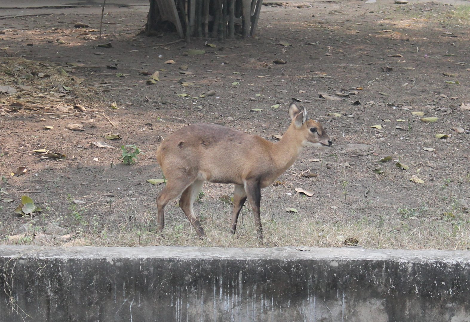 Chousingha (Tetracerus quadricornis)