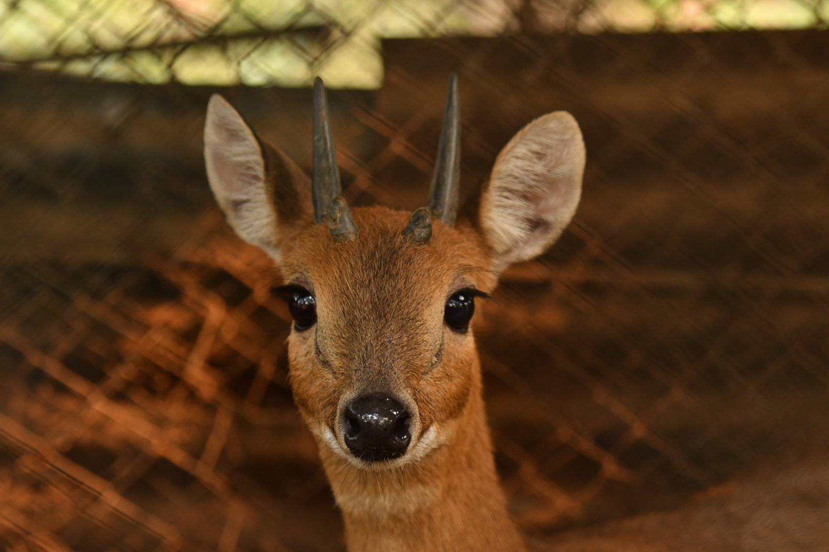 Chousingha Tetracerus quadricornis