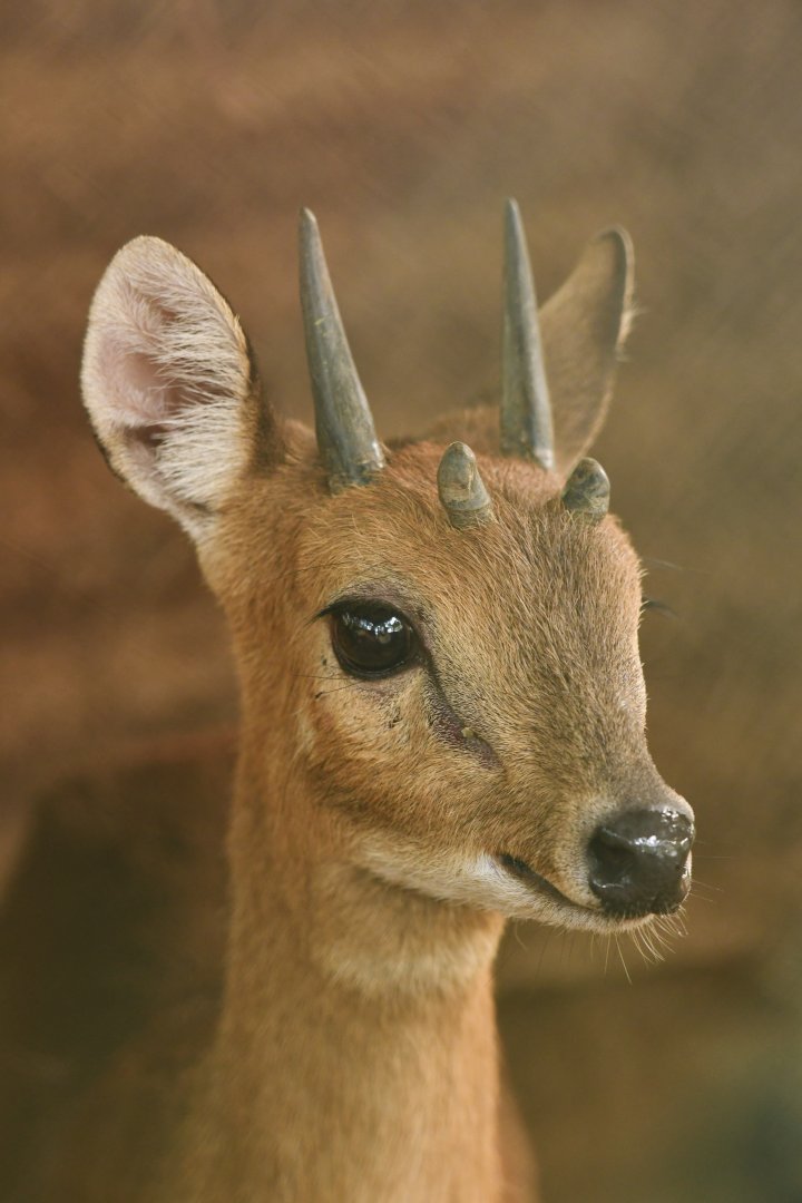 Chousingha Tetracerus quadricornis