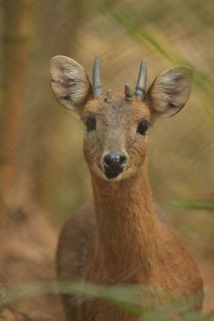 Chousingha Tetracerus quadricornis