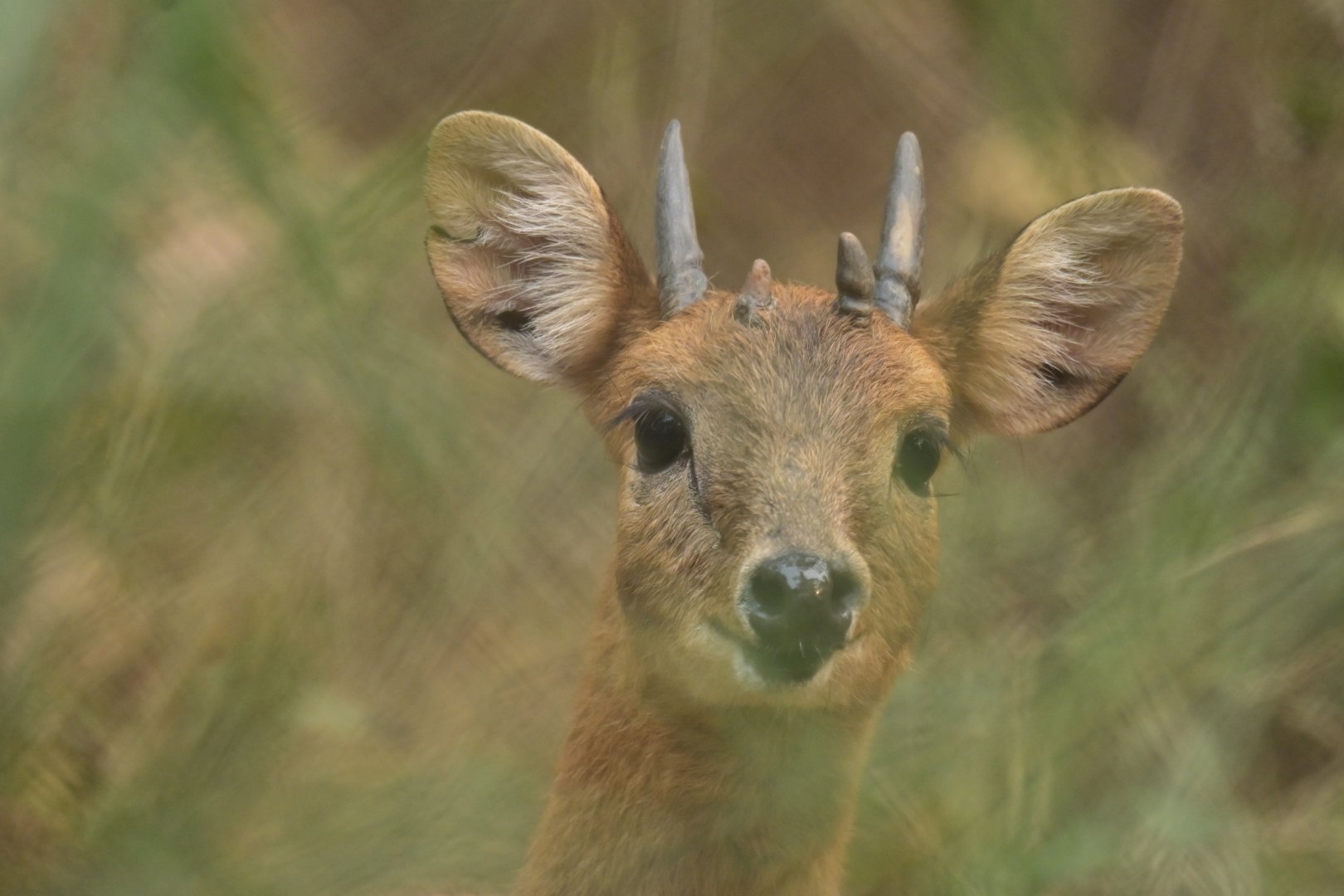 Chousingha Tetracerus quadricornis