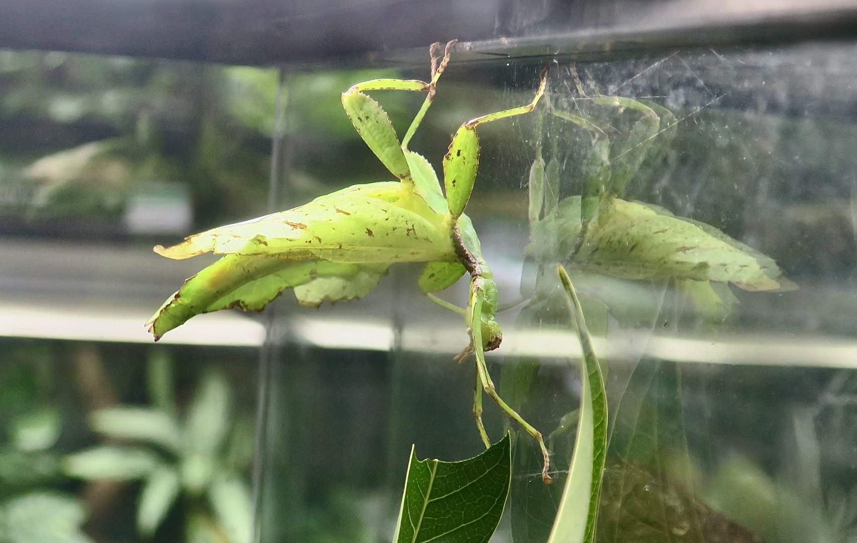 Chrisangi Leaf Insect (Cryptophyllium chrisangi)