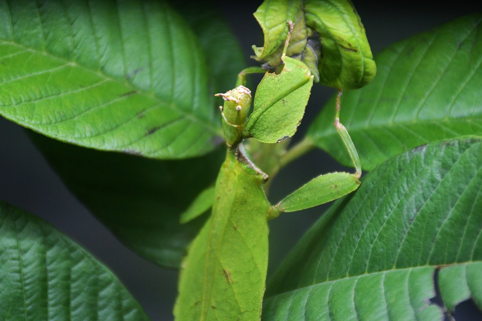 Chrisangi Leaf Insect (Phyllium chrisangi)