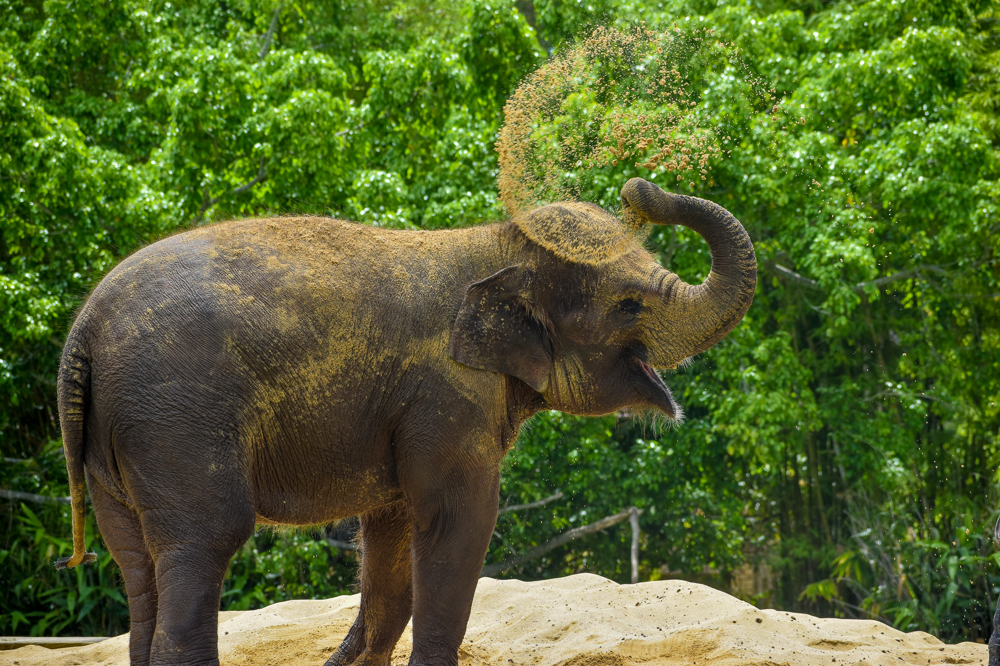 Christina - Sumatran Elephant
