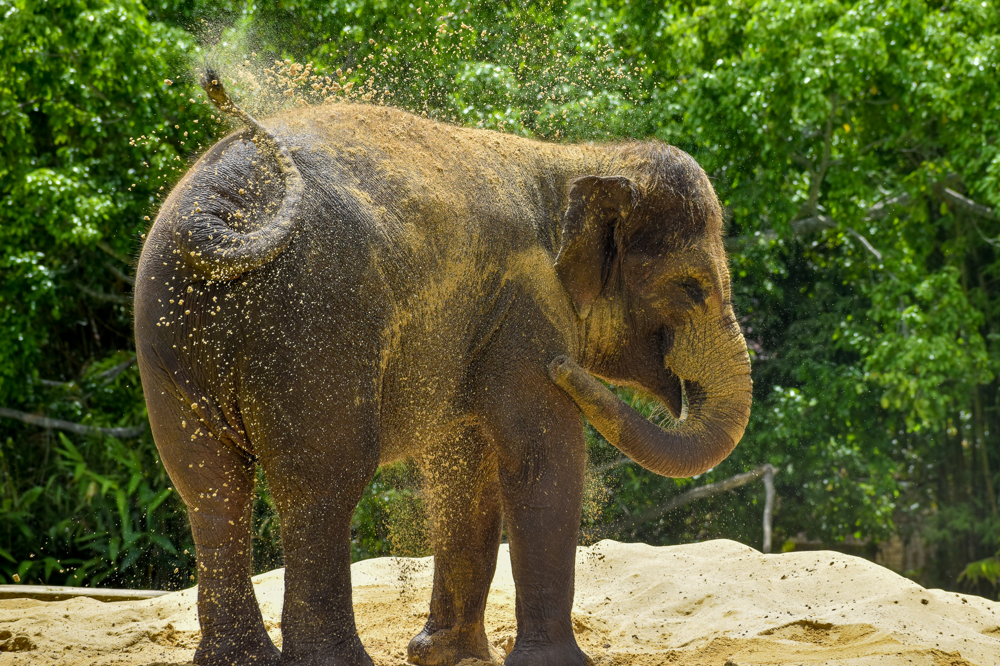 Christina - Sumatran Elephant