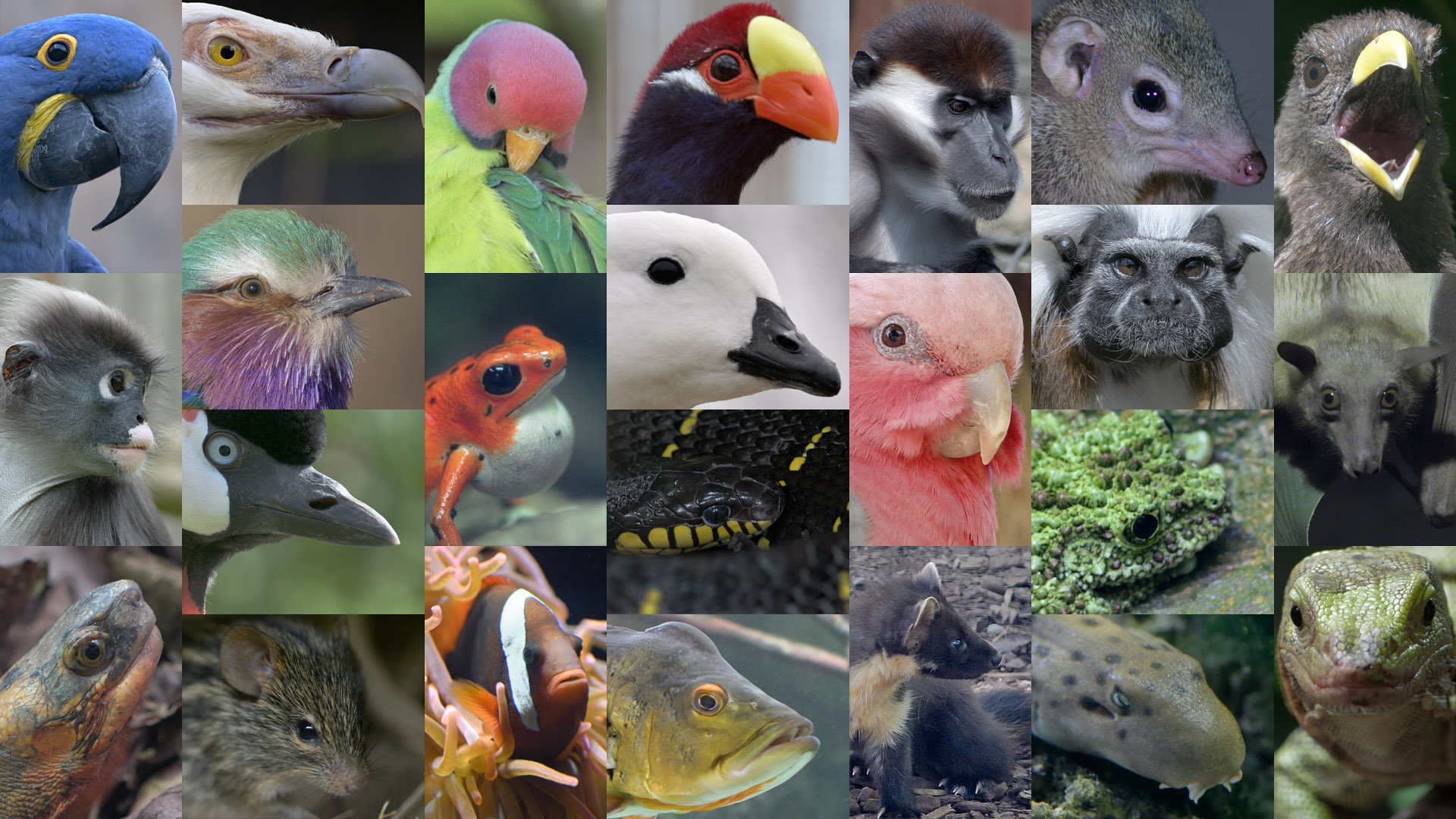 Christmas 2020 photo puzzle unmasked