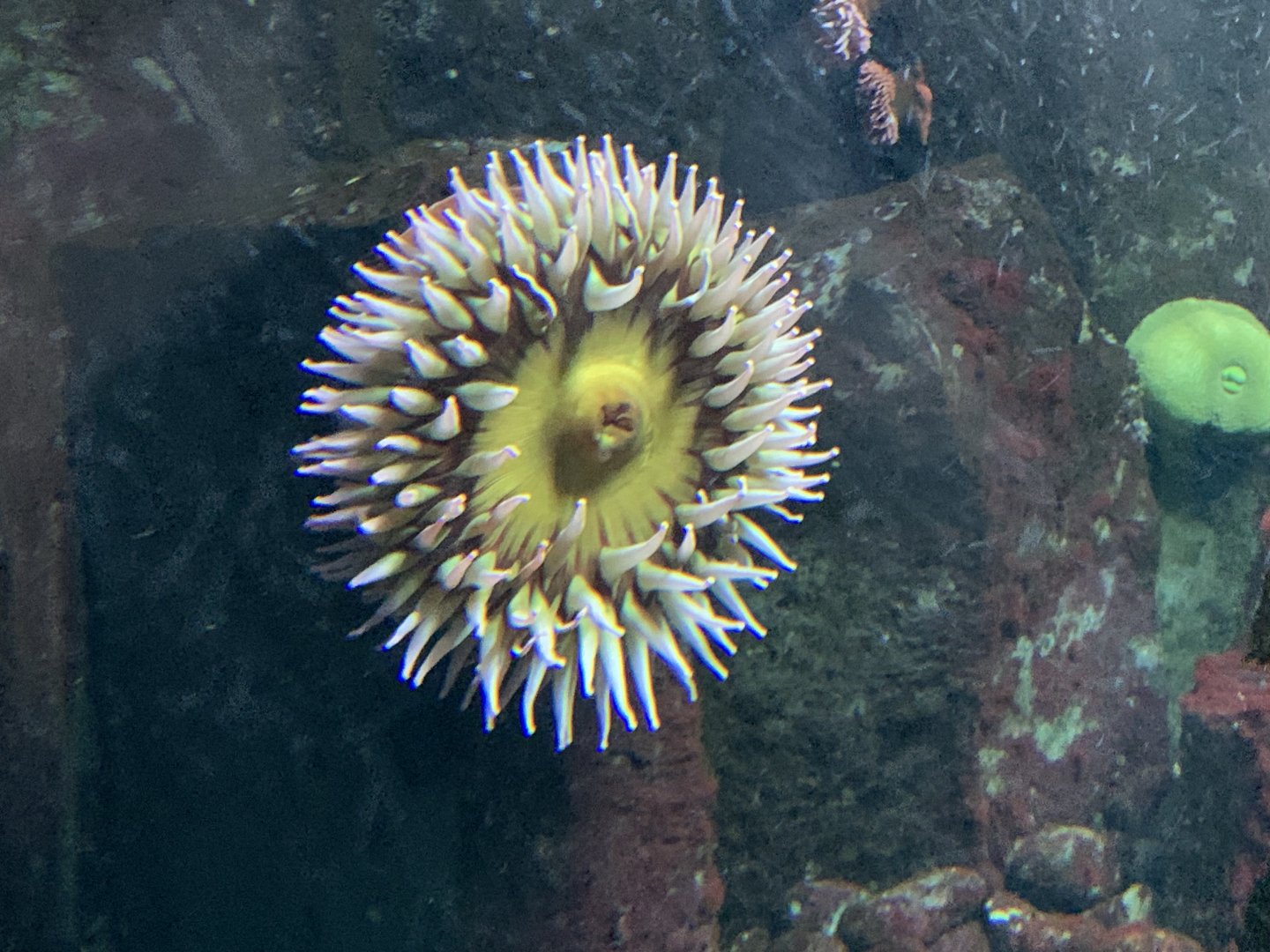 Christmas anemone