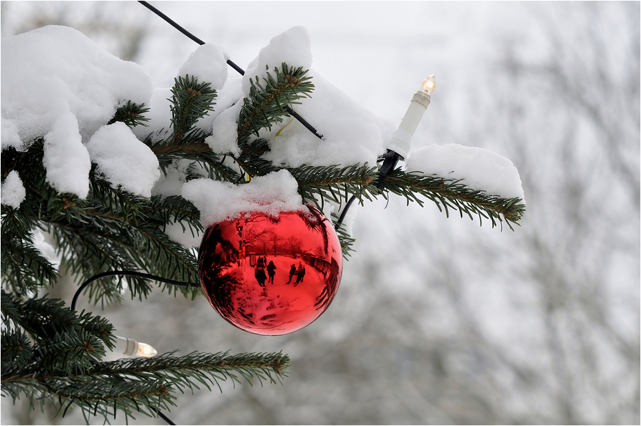 Christmas at Berlin Zoo