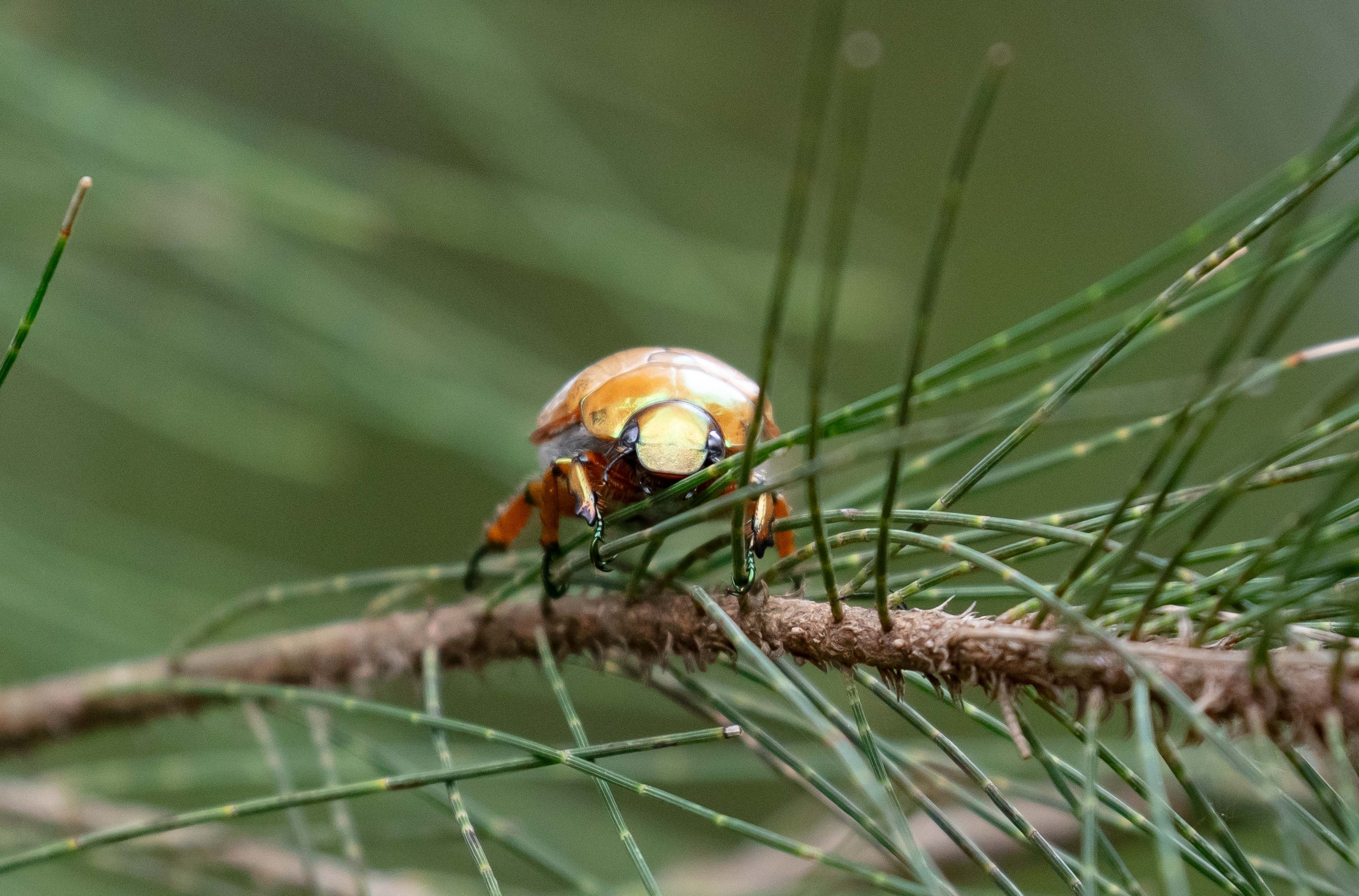 Christmas Beetle species