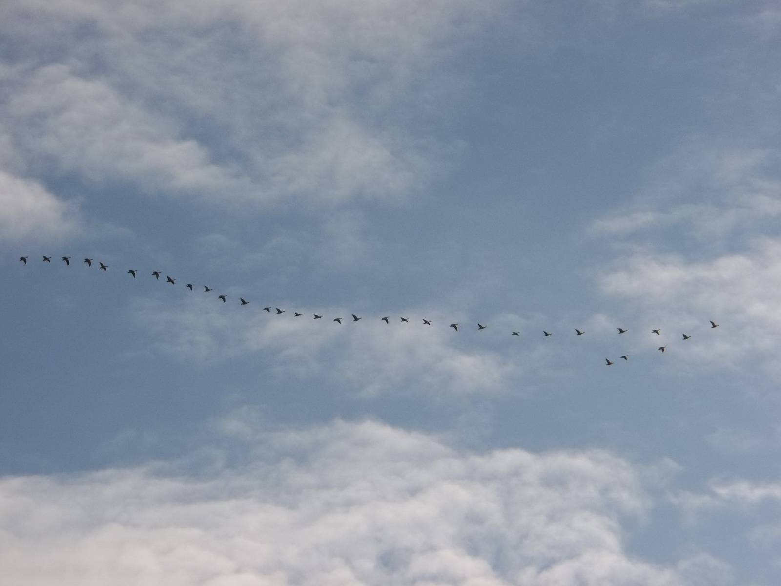 Christmas Day geese flying over the estate, 25th December 2014