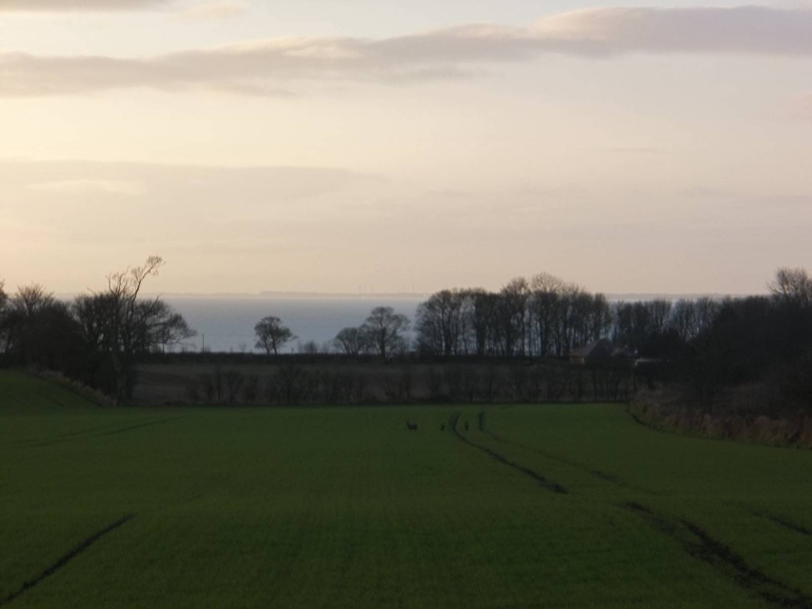 Christmas Day Roe Deer in the distance, Bridlington 25th December 2014