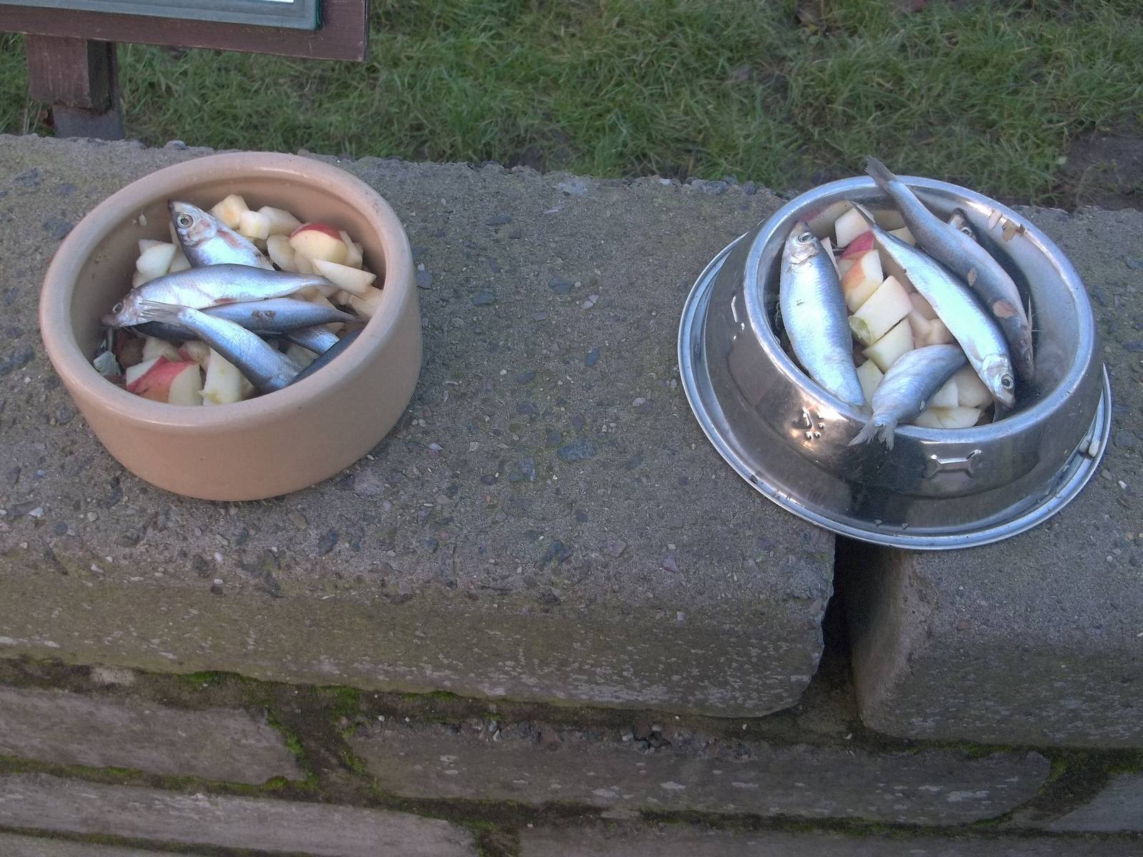 Christmas dinner for the Raccoon Dogs, 25th December 2014