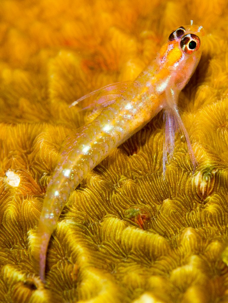 Christmas Goby