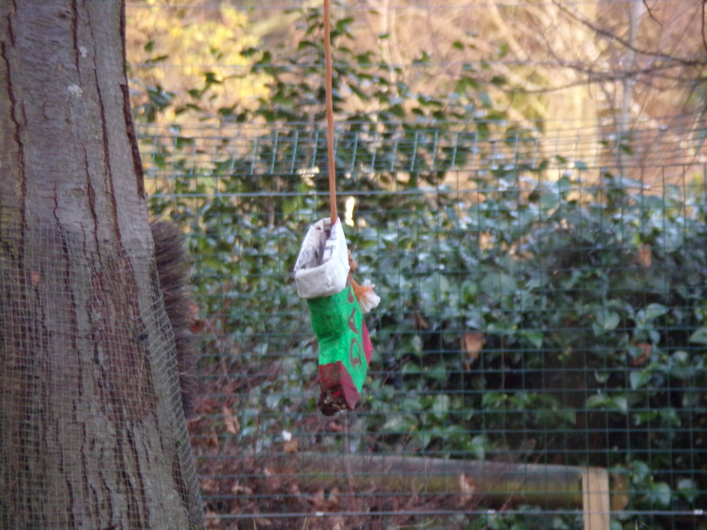 Christmas goral enrichment 27.12.24