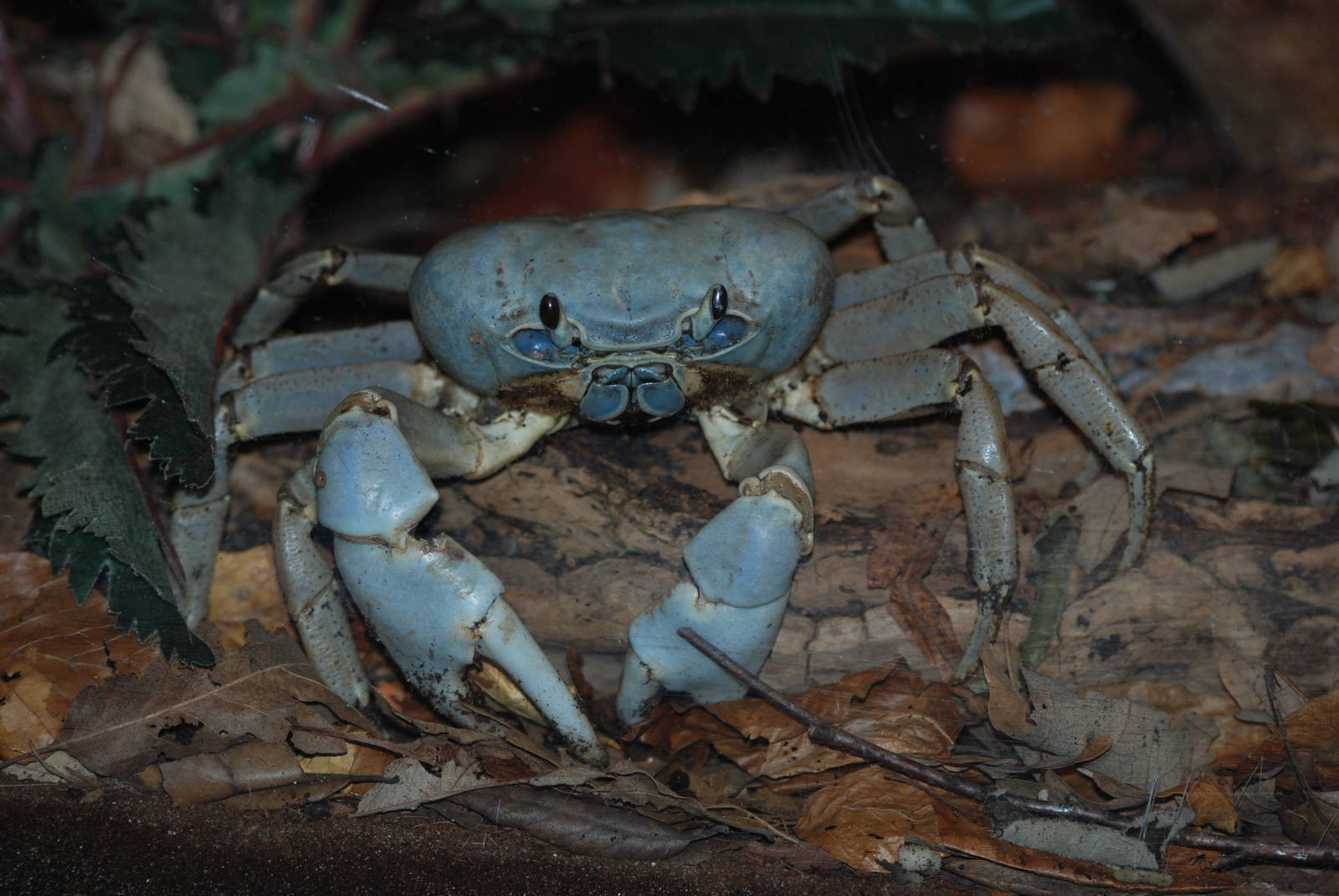 Christmas Island Blue Crab at Bristol, 06/02/12
