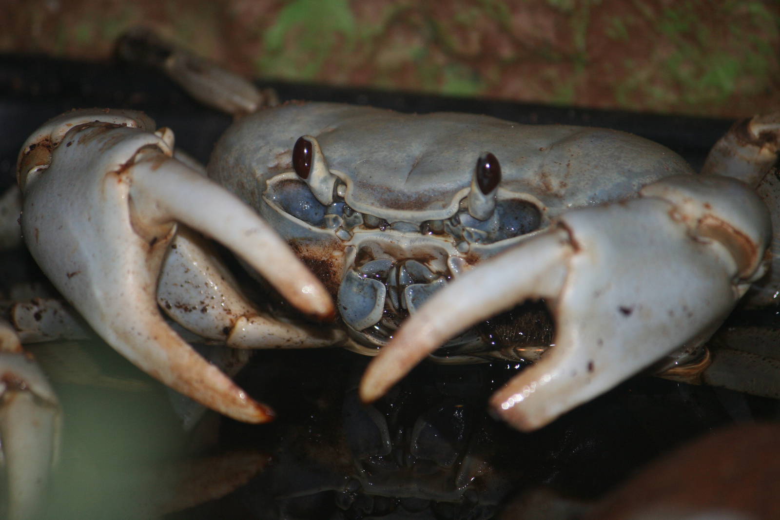 Christmas Island blue crab?