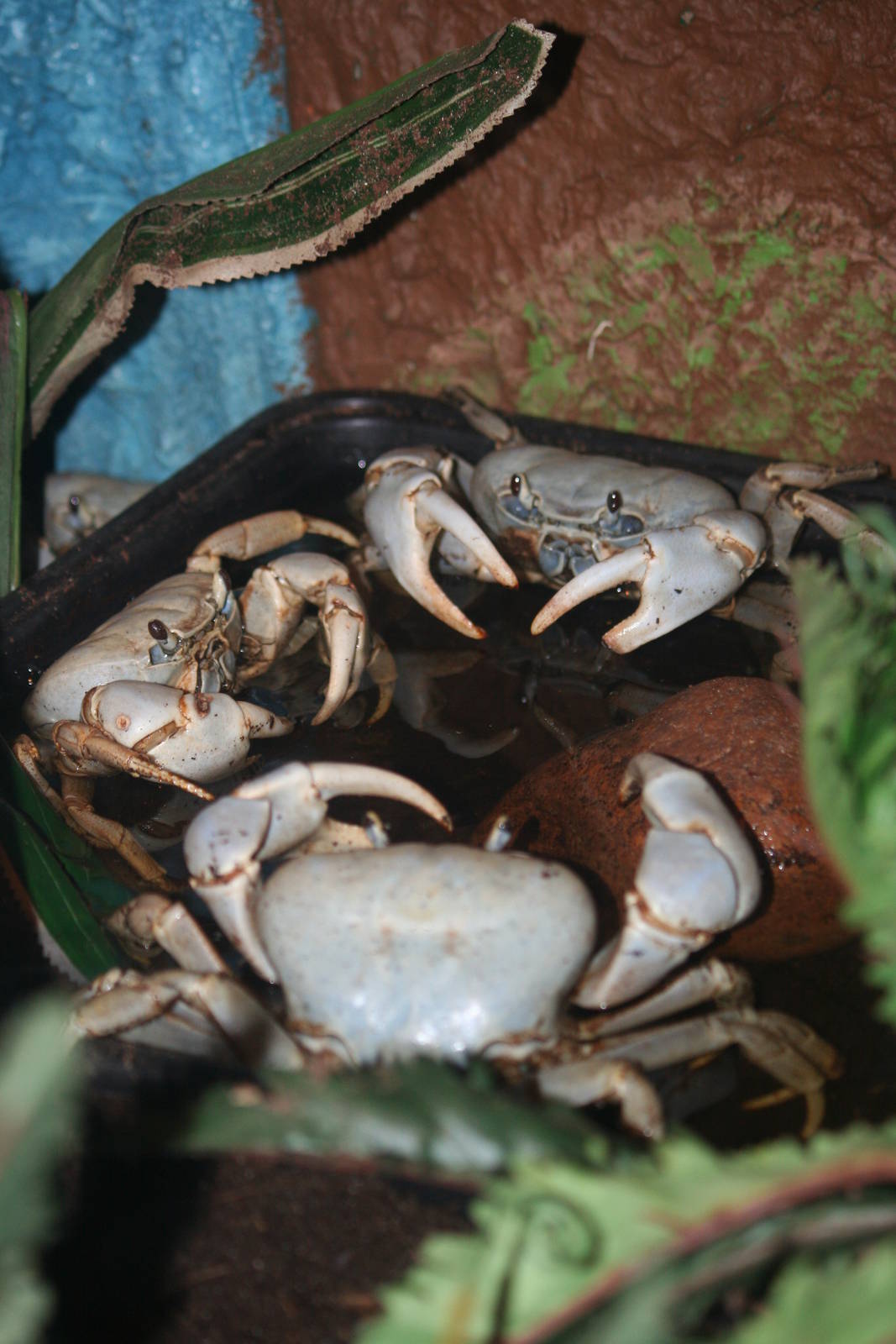 Christmas Island blue crab