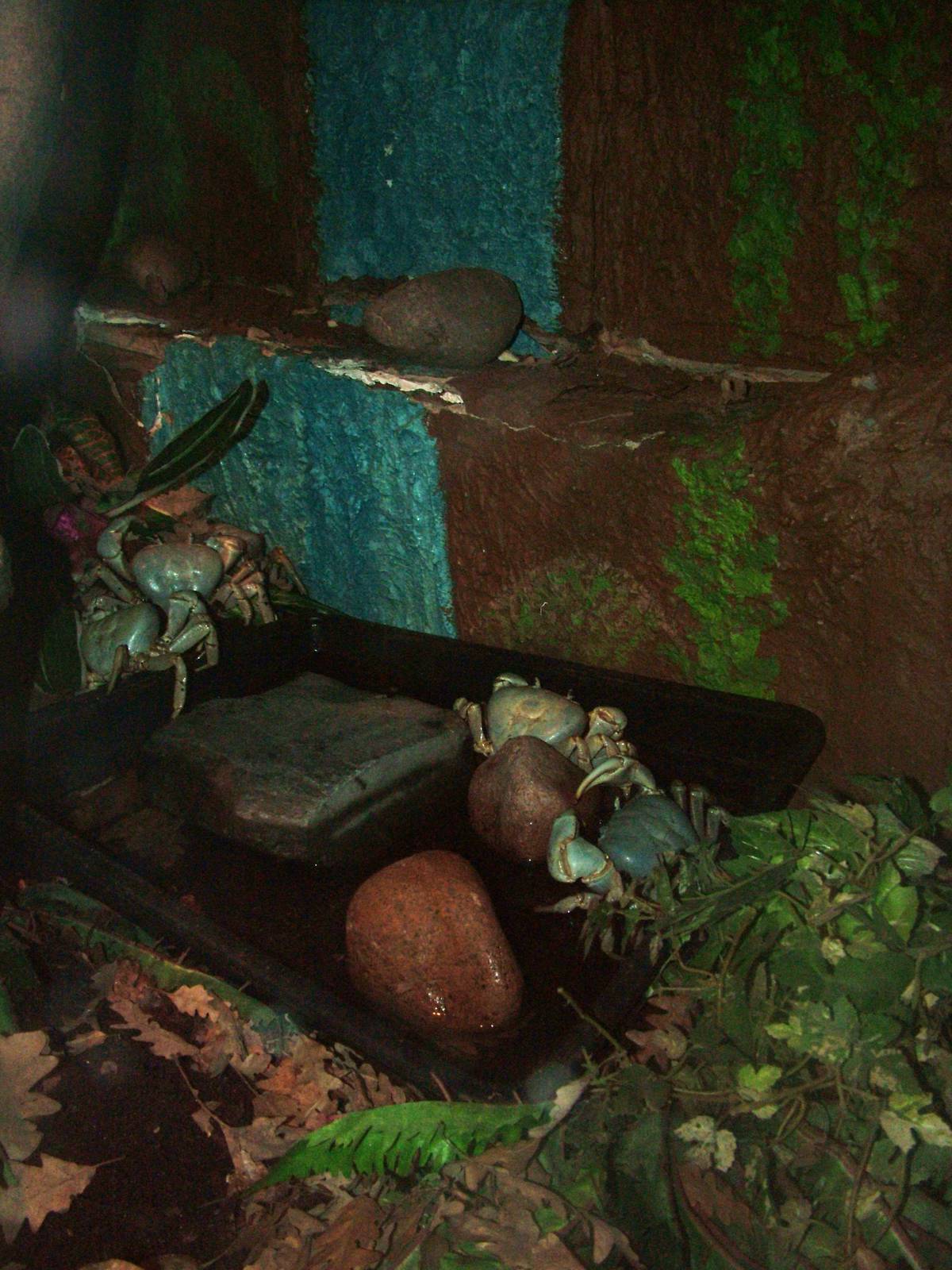 Christmas Island Blue Crabs at Bristol, 06/03/11