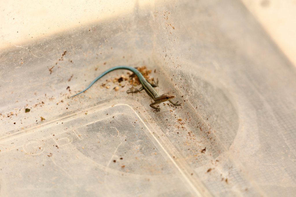 Christmas Island Blue-tailed Skink - newly hatched