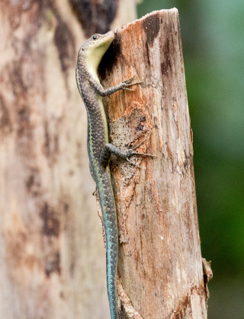 Christmas Island Blue-tailed Skink  scentmarking