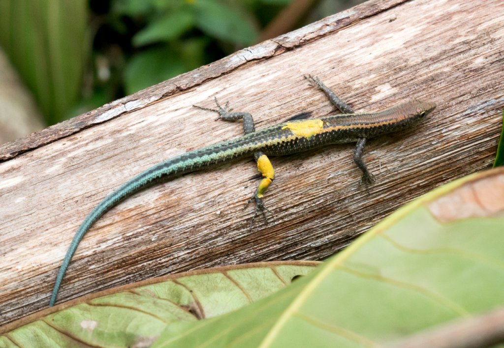 Christmas Island Blue-tailed Skink