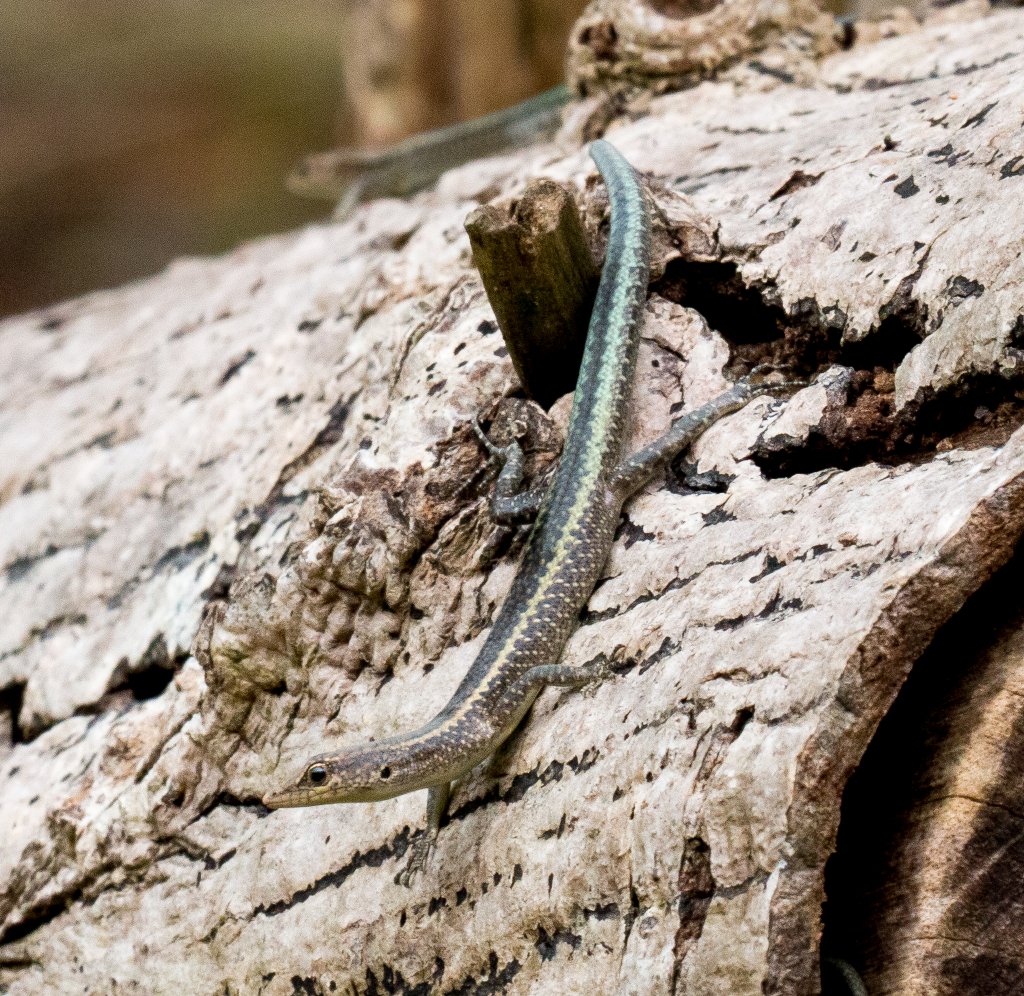 Christmas Island Blue-tailed Skink