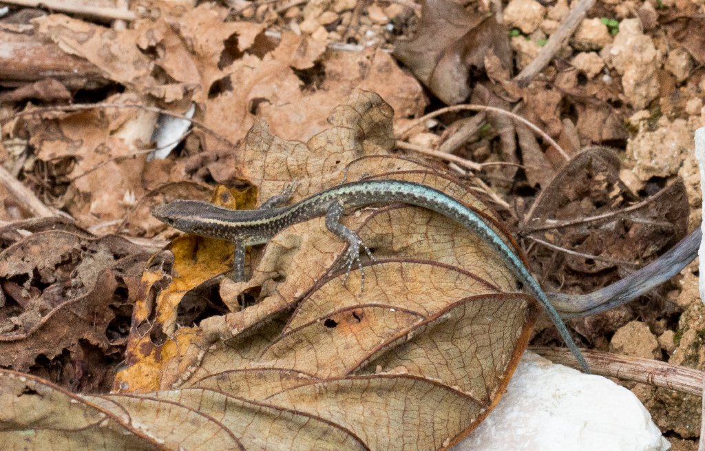 Christmas Island Blue-tailed Skink